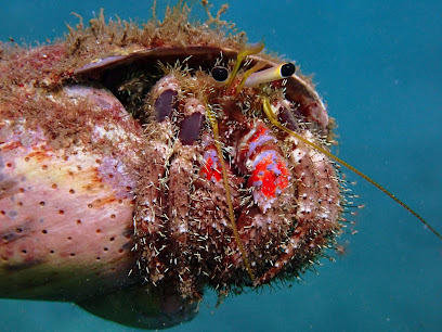 Limitless Dive Co. Maui