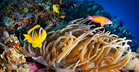 Maduro Dive - Scuba Diving - Dive Travel Adventures Resorts & Liveaboard Packages