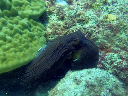The Dive Institute