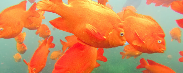 Snorkel San Diego Scuba