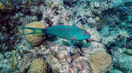 Dive with Jeff