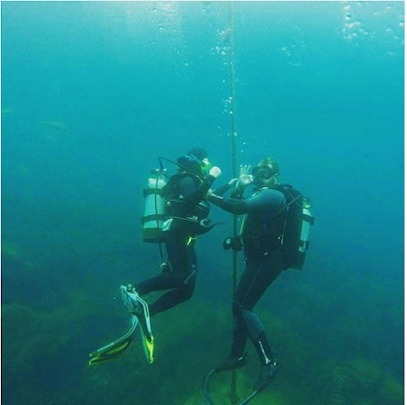 Dive Catalina