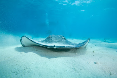 EJ's Diving Adventures