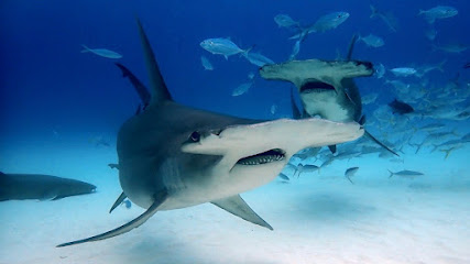 Heroes Dive Center