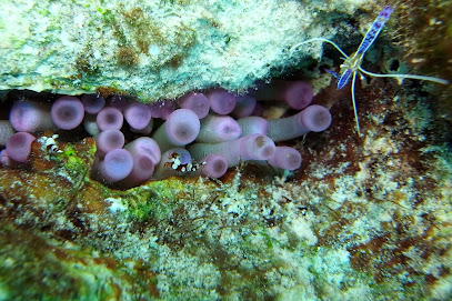 Dive Below h2o Scuba