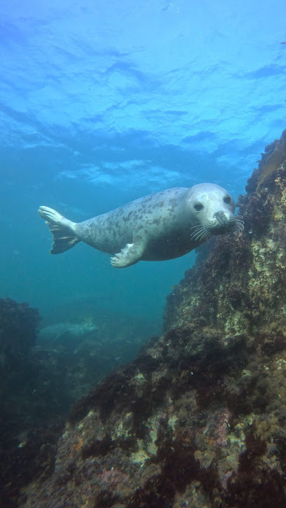 Down Under Diving Ventures Inc