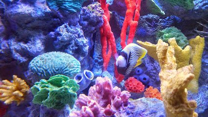 Sentry Scuba