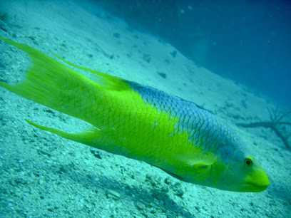 Private Scuba Lessons