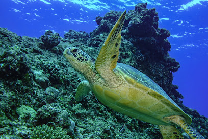Out of the Blue Scuba