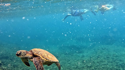 Snorkel And Dive Hawaii