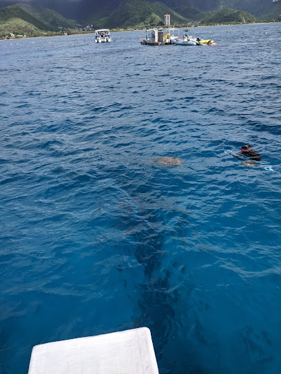 Fish N Dive