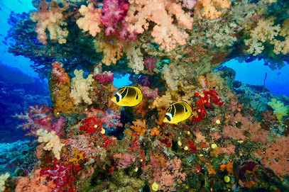 Spruce Creek Scuba