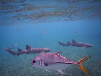 Belize Dive Excursions