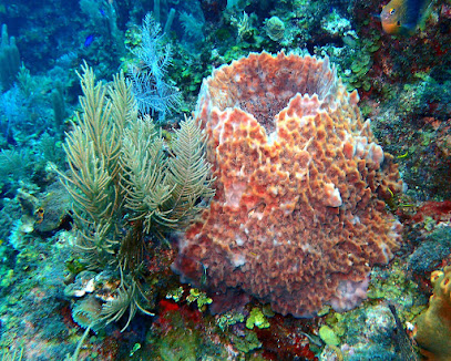 Tuff Love Scuba Adventure Tours