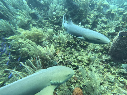 Happy Go Luckie Tours - Dive Center