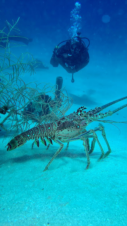 Butcher's Bank Dive Site