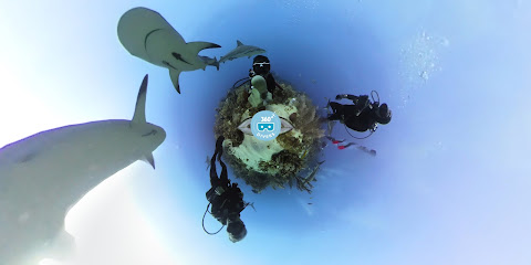 Shark dive