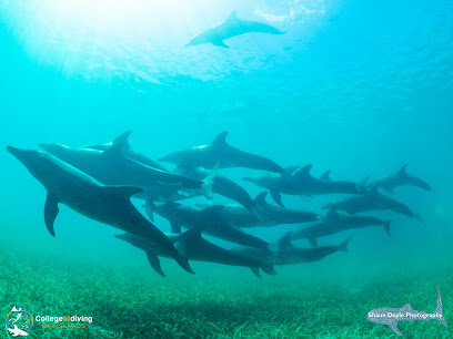 Bay Islands College of Diving