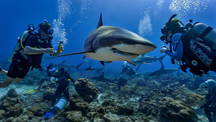 Roatán Marine Life