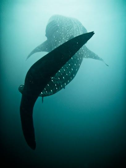 Coiba Dive Center