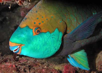 Antigua Scuba School - Pick Up Point
