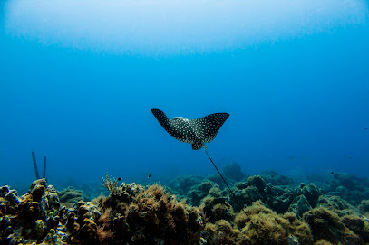 Curacao-Divers / Deutsche Tauchschule