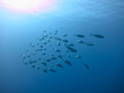 Central Dive Curaçao - Die Schweizer - Deutsch/Französisch/Englischsprachige Tauchschule