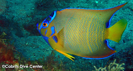 Cabrits Dive Center