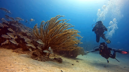 Scuba Fun