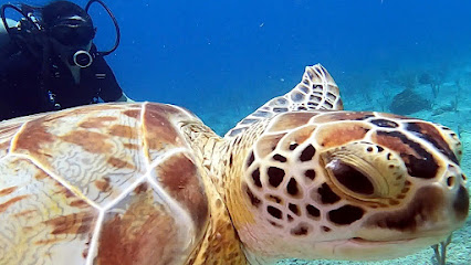 Ultra Marine Divers