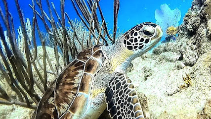 Superior Dive Sosua