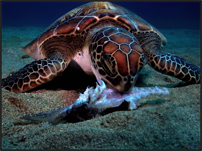 Rincon Diving & Snorkeling