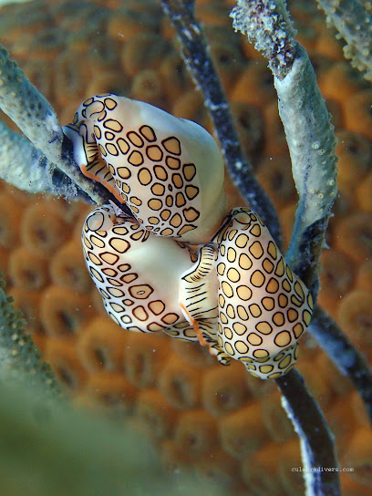 Culebra Divers