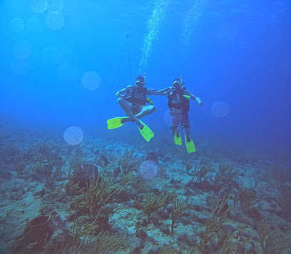 Scuba Dogs at Copamarina