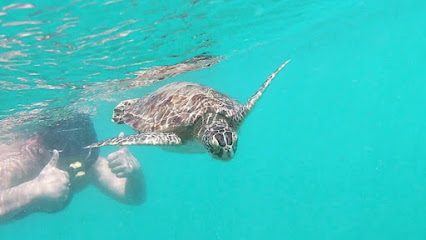 Turtle Island Snorkel Co