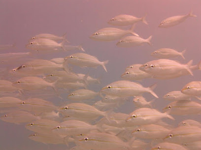 Aquatic Adventures