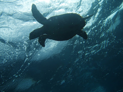 Pro Divers St Kitts