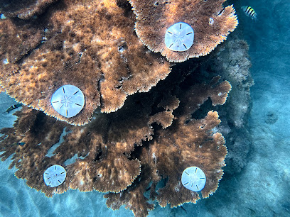 Sand Dollar Divers