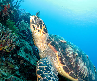 Eastern Caribbean Diving Limited