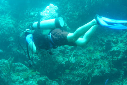 Dive Adventures