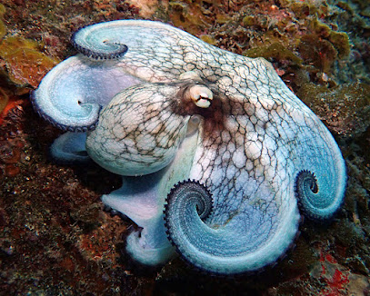 Symbiosis Diving and Travel Services