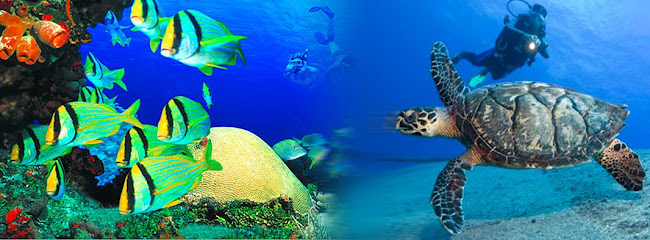 AM-DIVE Centro De Buceo SSI