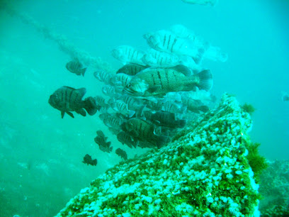 Cota Cero Dive