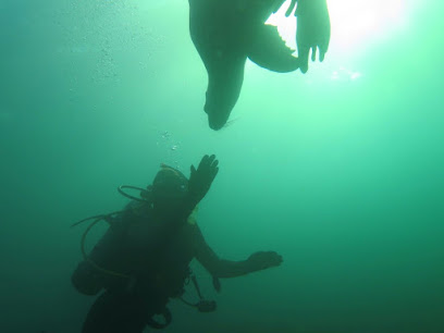 AlmaBuceo