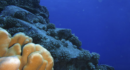 Rapa Nui Dive Center