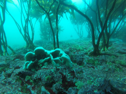 Buceo Horcon