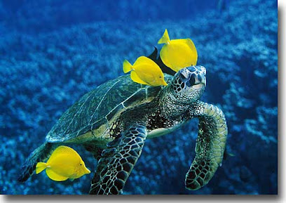 Pleamar Buceo Y Aventura