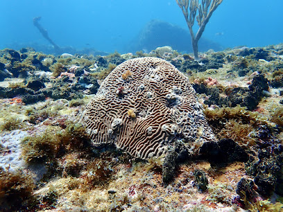 Caribe Colombiano Diving