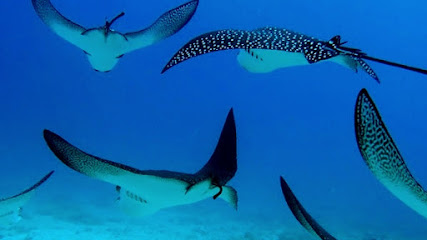 Academy Bay Diving