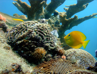Puerto Escondido Dive Center